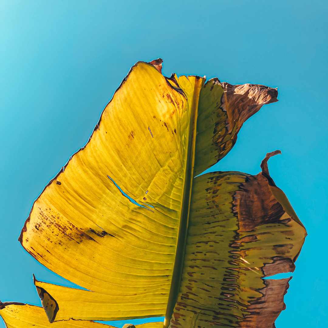 Wild Bloom – Nature & liberté